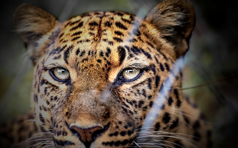 KRUGER HALF DAY SAFARI